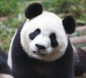 giant panda.jpg